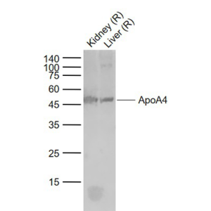 载脂蛋白A4抗体