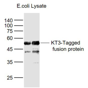 KT3-Tag标签单克隆抗体
