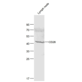 CD28抗体
