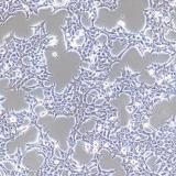 人胚肾细胞; HEK-293T