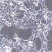人胚肾细胞; HEK-293T