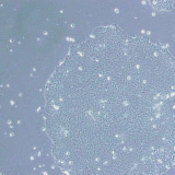人胚胎干细胞; H9
