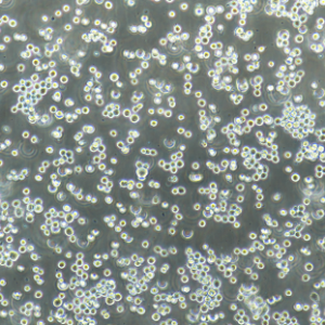 人单核细胞白血病细胞; THP-1