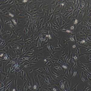 小鼠胚胎成骨细胞; MC3T3-E1
