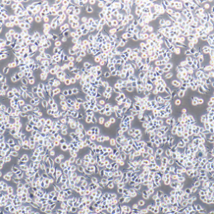 小鼠单核巨噬细胞白血病细胞; RAW 264.7