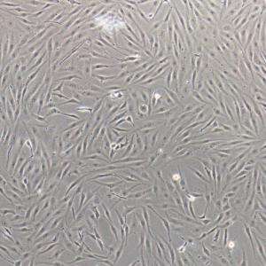 斑马鱼胚胎成纤维细胞; pac2