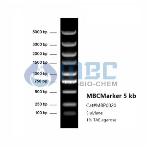 Direct-load MBCMarker 5 kb